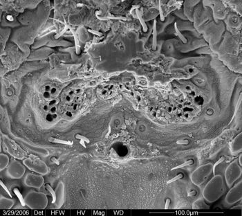 Media type: image;   Invertebrate Zoology 133769